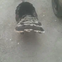 بوقلمون|حیوانات مزرعه|اهواز, کوی علوی|دیوار