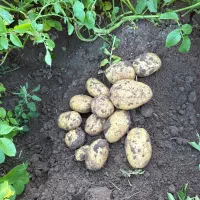 سیب زمینی رانومی و سیفرا بذر خوراکی۴۰۲