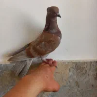 کفتر پرشی حسابی