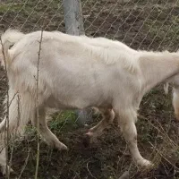 بز نر سانن ۱۳ماه درجه یک ویک قوچ قره قزل دوساله