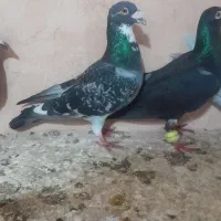 کفتر پرشی ضربه مفت دونه 200