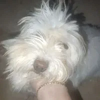 سگ تریر|سگ|مشهد, شهرک امام هادی (شهرک غرب)|دیوار