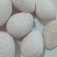 تخم غاز و بوقلمون