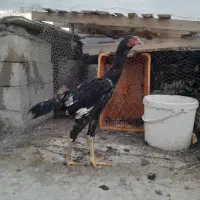 جوجه  خروس لاری