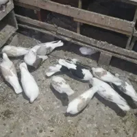 21جفت|پرنده|نیر (اردبیل), |دیوار