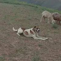 پلنگ ۳ساله گوسفندی|سگ|شیروان (خراسان), |دیوار