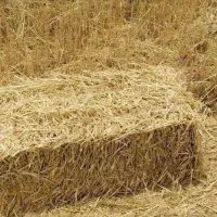 سرچنا(کاه)برنج بسته بندی تازه