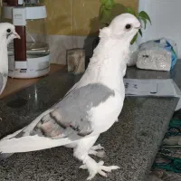 پرشی زینتی ارشینگل.رواعب.بادکنکی بلژیکی کینگ.پلاس