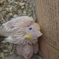 یه جفت عروس هلندی وبا دوتا جوجه وسایل کامل|پرنده|اهر, |دیوار