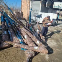 فروش درخت بادام شاهرودی|خدمات باغبانی و درختکاری|آستانه سرا, |دیوار