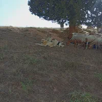 پلنگ ۳ساله گوسفندی|سگ|شیروان (خراسان), |دیوار