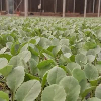 فقط۳۰هزارکلم سفید گرین کرنت  ۲۰۲۵|گل و گیاه طبیعی|دزفول, |دیوار