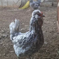 تخم نطفه دار مرغ و خروس گلین فول طوسی|حیوانات مزرعه|اصفهان, قائمیه|دیوار