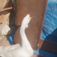 قوقاز|حیوانات مزرعه|گرگان, |دیوار