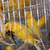 قناری‌ رسمی‌ بلند