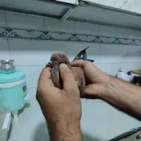 پرنده