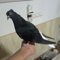 زاغ دم سفید