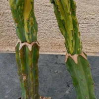 کاکتوس پیوندی