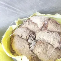 گل زرد|گل و گیاه طبیعی|خورموج, |دیوار