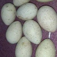 تخم بوقلمون نطفه دار