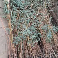 فروش نهال بید درجه یک و برگ پهن|خدمات باغبانی و درختکاری|اندیکا, |دیوار