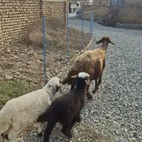 بره دار دوقولو