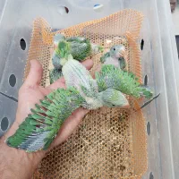 ملنگو سبز|پرنده|کرج, فاز ۳ گوهردشت|دیوار