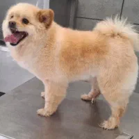 ارایشگر حیوانات