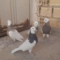 طوقی|پرنده|خمینی‌شهر, |دیوار