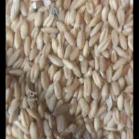 خریدو فروش انواع گندم دیمی درجه سفید درهرتناژی