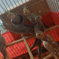 ۶عدد عروس هلندی