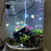 آکواریوم شیشه جلو گرد پلنت گیاه طبیعی با ۴۰ ماهی|ماهی|شیراز, شهرک گلستان|دیوار