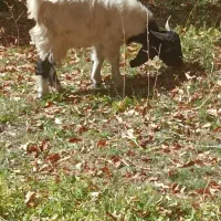 بزغاله|حیوانات مزرعه|پادنا علیا, |دیوار