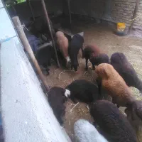 بره نر وماده