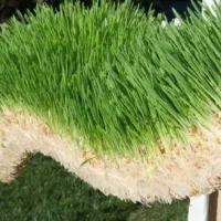 راهنمایی میخاهم