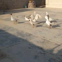 غاز نر وماده جوان|حیوانات مزرعه|چغادک, |دیوار