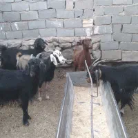 بزداشتی|حیوانات مزرعه|سمنان, |دیوار