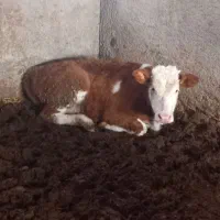 گوساله|حیوانات مزرعه|کردکوی, |دیوار