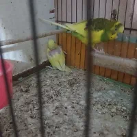 فروش یکجفت مرغ عشق مولد باچهارتا جوجه تازه دونخور