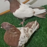 کبوتر قزوینی