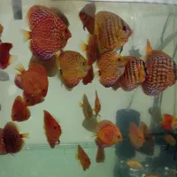 تعدادی  دیسکس|ماهی|تهران, خواجه نصیر طوسی|دیوار