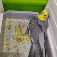 عروس هلندی نر بالغ|پرنده|گرمسار, |دیوار