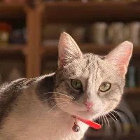 واگذاری گربه