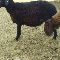 دوراس بره نر همو هفت ماهه|حیوانات مزرعه|باغ حلی, |دیوار