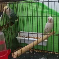 طوطی برزیلی جفت|پرنده|اهواز, شهرک اکباتان|دیوار