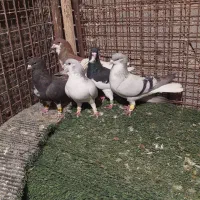 تعدادی کفتر درجه یک