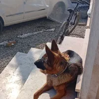 سگ ژرمن ماده دوساله قیمت پنج ملیون|سگ|هشتگرد, ایقربلاغ|دیوار