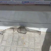 کاتولیز نیسان دوگانه