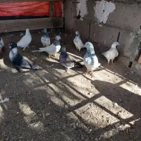 کبوتر بازیکن|پرنده|گنبکی, |دیوار