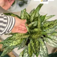 قرص کود ارگانیک ۲۵۰|گل و گیاه طبیعی|امیدیه, |دیوار